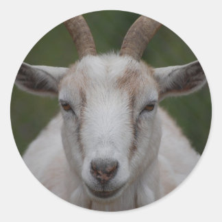Adesivo Vinheta branca de cabra