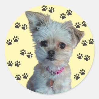 Adesivo Vinheta Canina