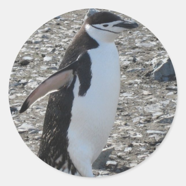 Adesivo Vinheta: Chinstrap Penguin (Frente)