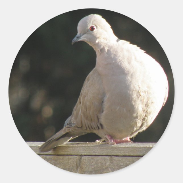 Adesivo Vinheta Collared Dove (Frente)