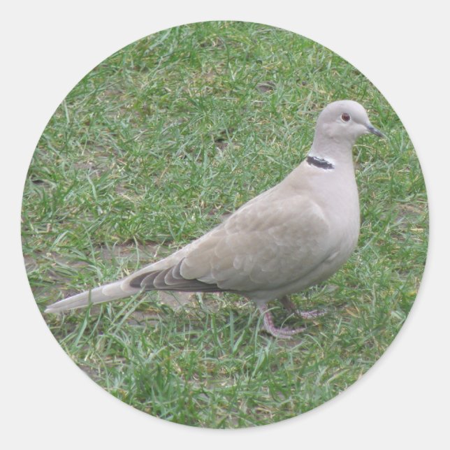 Adesivo Vinheta Collared Dove (Frente)