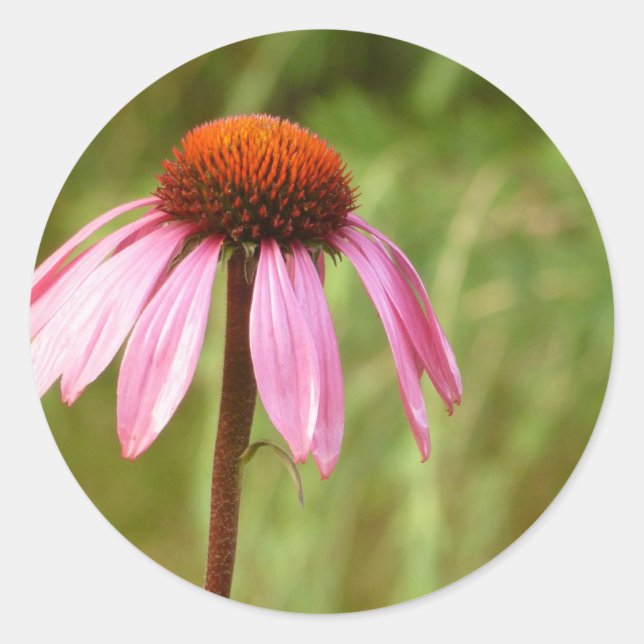 Adesivo Vinheta Coneflower (Frente)