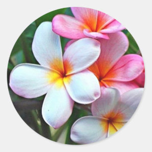 Adesivo Vinheta das Flores do Havaí