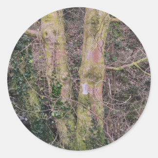 Adesivo Vinheta de Árvores Espelhadas