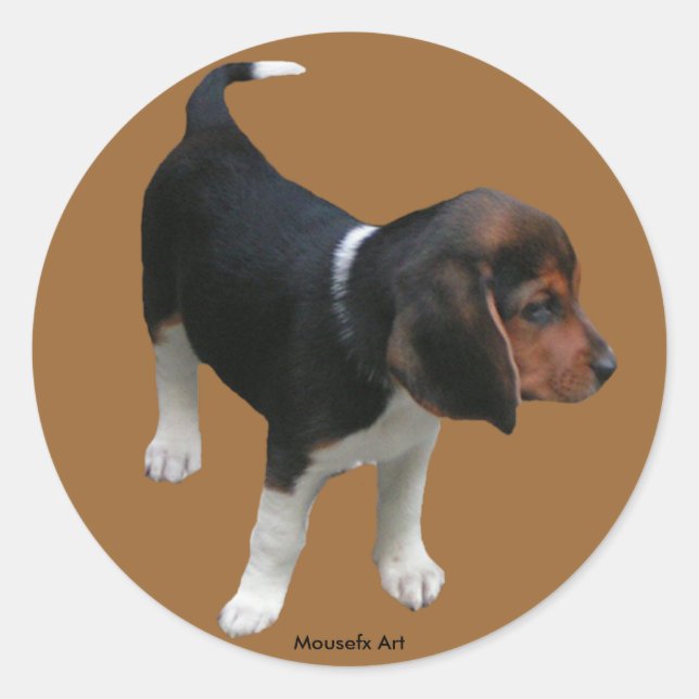Adesivo Vinheta de Beagle (Frente)