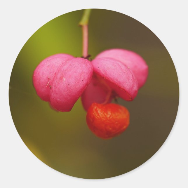 Adesivo Vinheta de Berry de Árvore do Eixo (Frente)