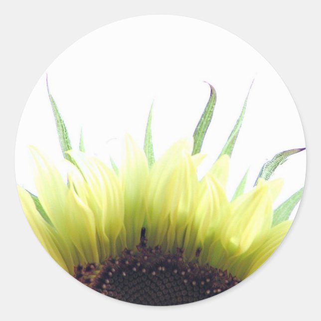 Adesivo Vinheta de bom dia de girassol (Frente)