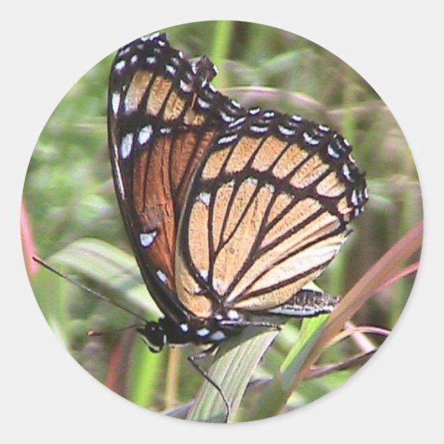 Adesivo Vinheta de Borboleta Monarca de Verão (Vista de as (Frente)