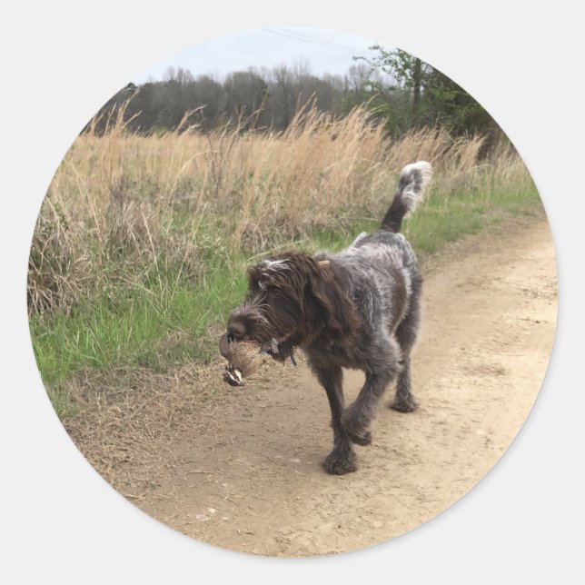 Adesivo Vinheta de caça à codorniz de Griffon (Frente)