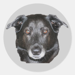 Adesivo Vinheta de Cachorro Negro Labrador Retriever