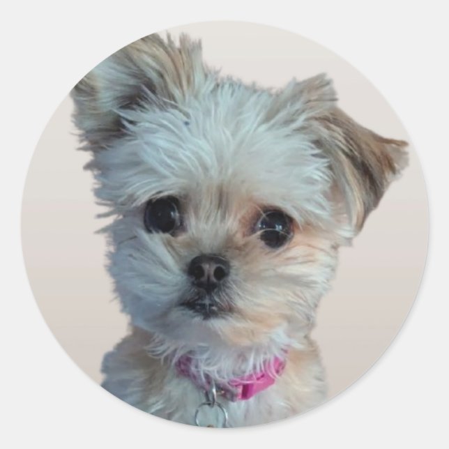 Adesivo Vinheta de cão (Frente)