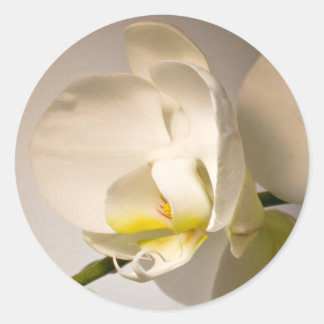 Adesivo Vinheta de Casamento de Evento Orquídeo Branco
