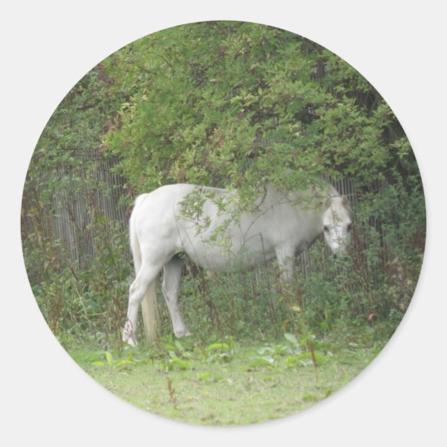 Adesivo Vinheta de Cavalo Branco Tímido (Frente)