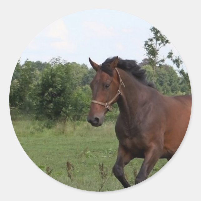 Adesivo Vinheta de cavalos de baía (Frente)