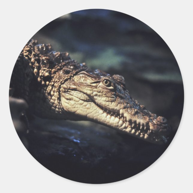 Adesivo Vinheta de crocodilo Cayman (Frente)