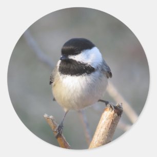 Adesivo Vinheta de Envelope Chickadee