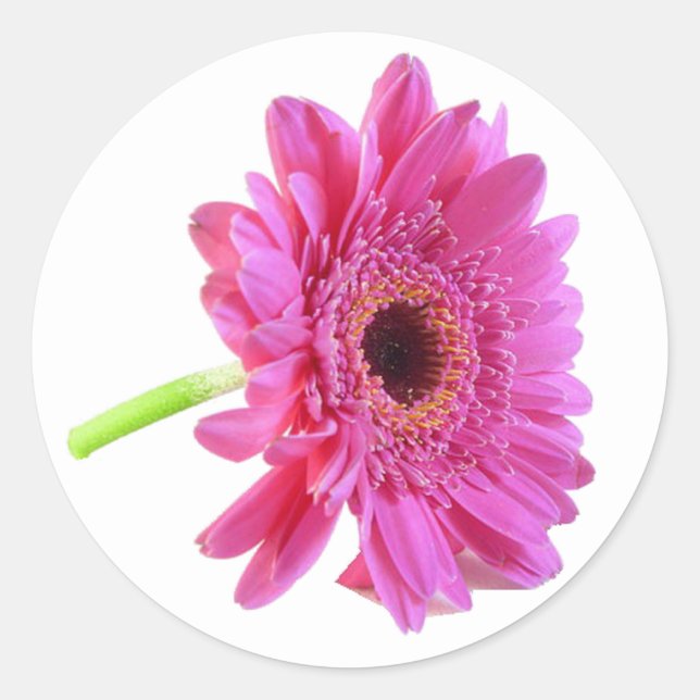 Adesivo Vinheta de Envelope Daisy Gerber Rosa (Frente)