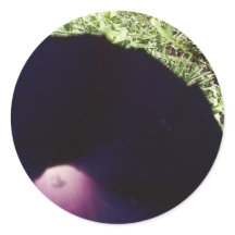 Vinheta de Flor de Glândula Roxo