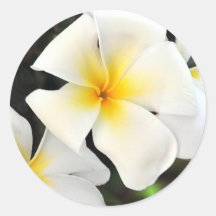 Vinheta de Flor de Plumeria Tropical