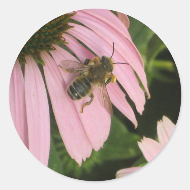 Adesivo Vinheta de Flor Rosa (Frente)