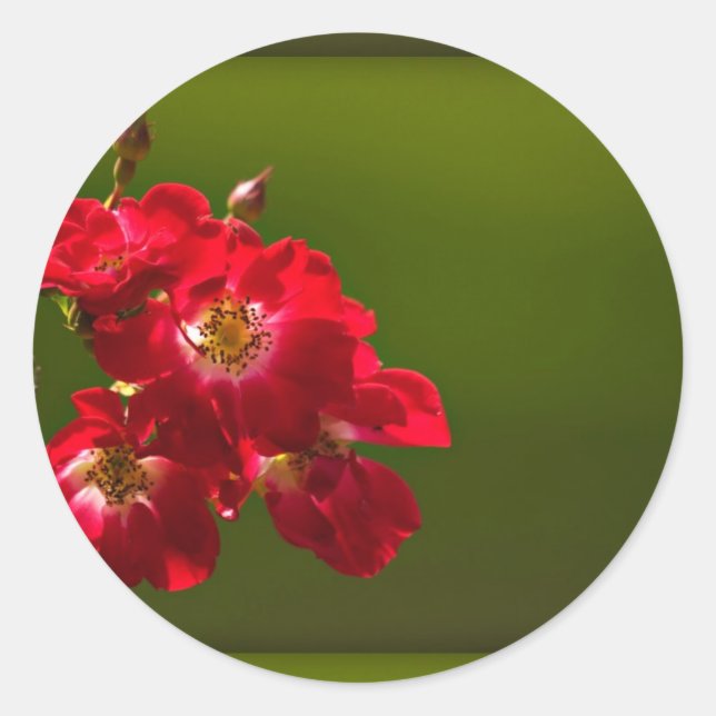Adesivo Vinheta de flor vermelha (Frente)