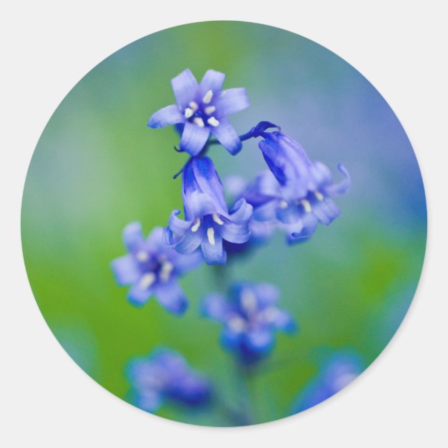 Adesivo Vinheta de flores Bluebell (Frente)