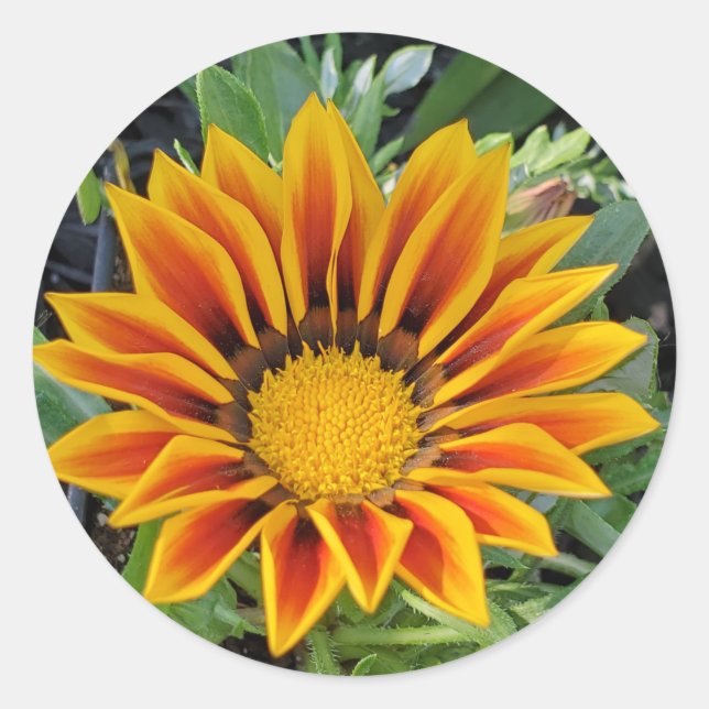 Adesivo Vinheta de flores de Gazania (Frente)
