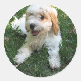 Adesivo Vinheta de Foto Cavachon Personalizada, Cão