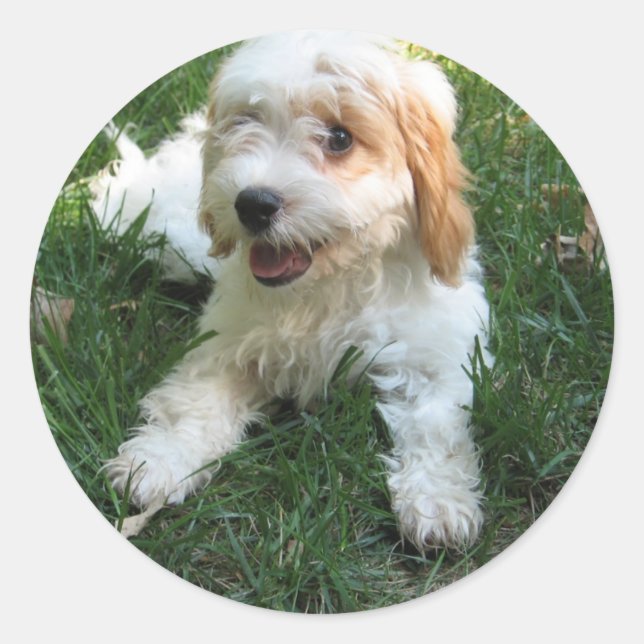Adesivo Vinheta de Foto Cavachon Personalizada, Cão (Frente)