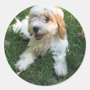 Adesivo Vinheta De Foto De Cavachon Personalizada, Cão