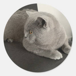 Adesivo vinheta de gato dobrado escocês