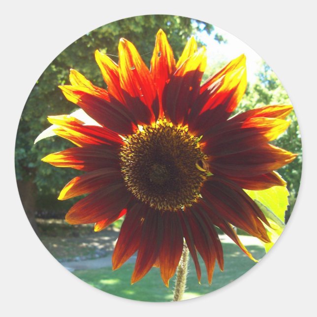 Adesivo Vinheta de girassol amarelo e vermelho (Frente)