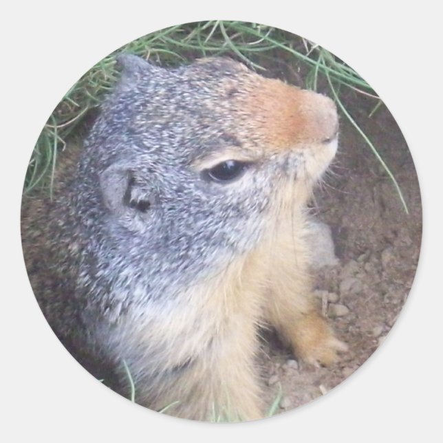 Adesivo Vinheta de Groundhog em Cute (Frente)