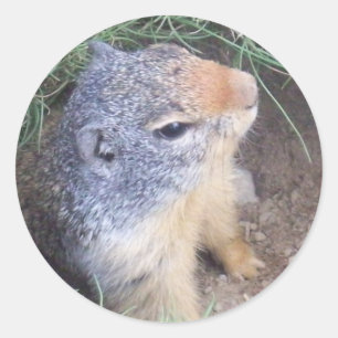 Adesivo Vinheta de Groundhog em Cute