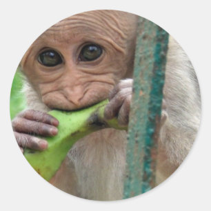 Adesivo Vinheta de Imagem Macaco Engraçado