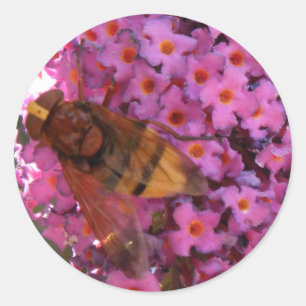 Adesivo Vinheta de mosca