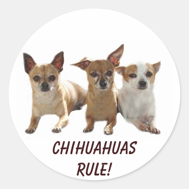 Adesivo Vinheta de Regra Chihuahuas (Frente)