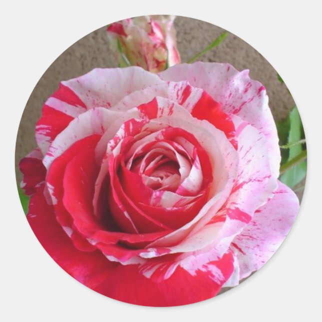 Adesivo Vinheta de Rosa com ranhura (Frente)