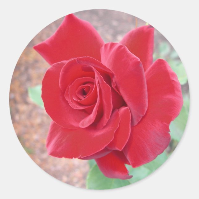 Adesivo vinheta de rosa vermelha (Frente)