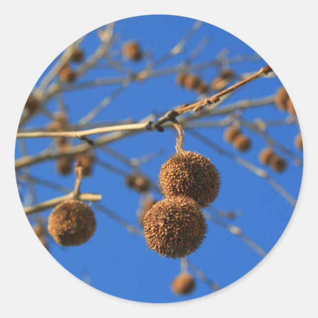 Adesivo Vinheta de sementes de árvores (Frente)