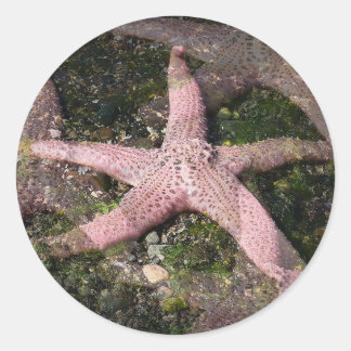 Adesivo Vinheta de Starfish Rosa