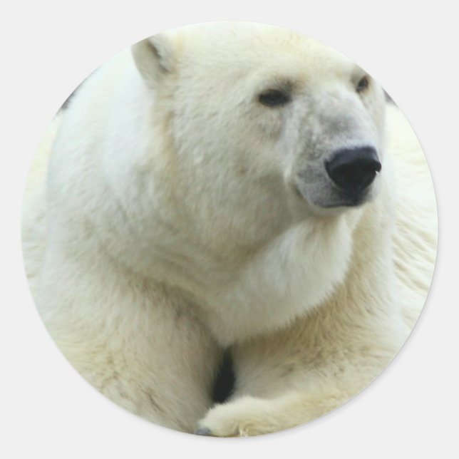 Adesivo Vinheta de Urso Polar (Frente)