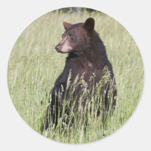 Adesivo Vinheta de Urso Preto