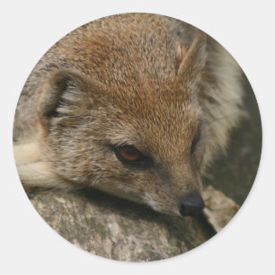 Adesivo Vinheta de Vestido Mongoose