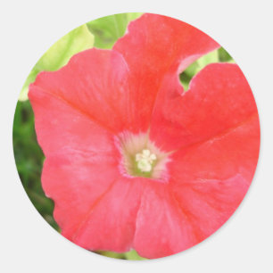 Adesivo Vinheta Flor Vermelha Petunia