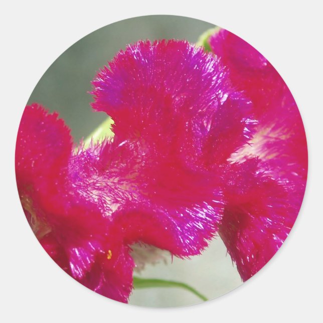 Adesivo Vinheta Floral Rosa (Frente)