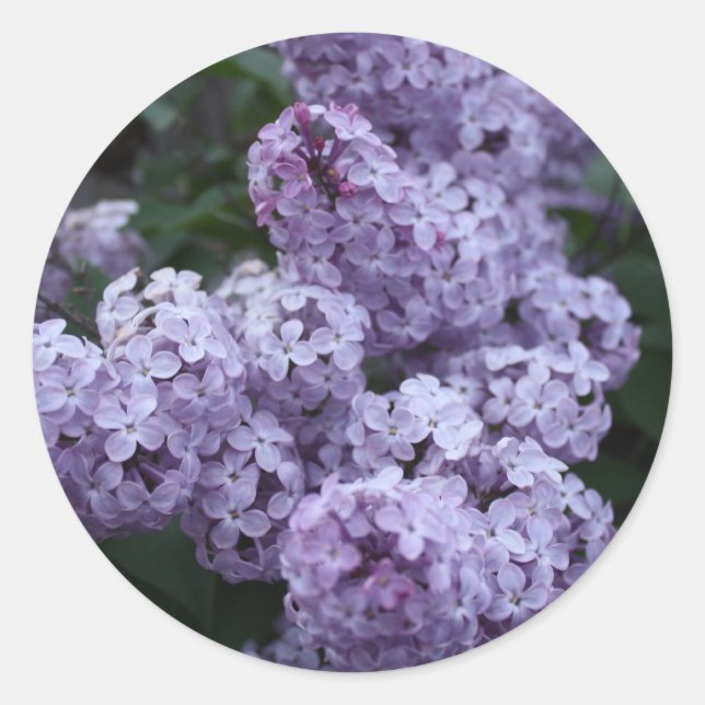 Adesivo Vinheta Flores Lilac (Frente)