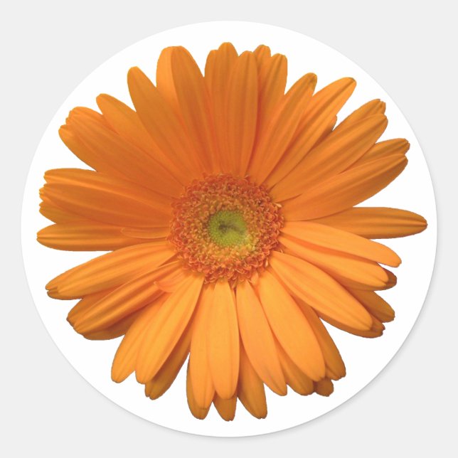 Adesivo vinheta Gerber Daisy (Frente)