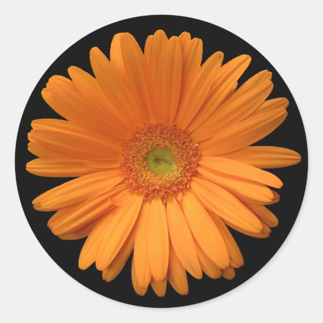 Adesivo vinheta Gerber Daisy (Frente)