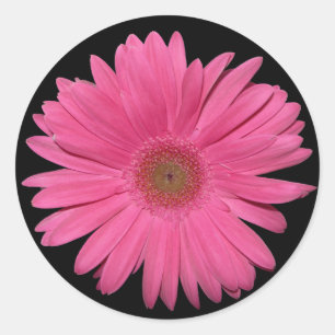 Adesivo vinheta Gerber Daisy